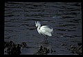 10609-00031-Egrets, General.jpg