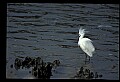10609-00032-Egrets, General.jpg