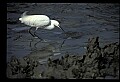 10609-00033-Egrets, General.jpg