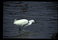 10609-00034-Egrets, General.jpg