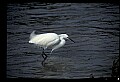 10609-00035-Egrets, General.jpg