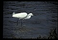 10609-00036-Egrets, General.jpg