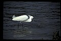 10609-00037-Egrets, General.jpg