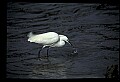 10609-00038-Egrets, General.jpg