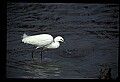 10609-00039-Egrets, General.jpg