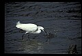 10609-00040-Egrets, General.jpg