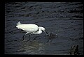 10609-00041-Egrets, General.jpg