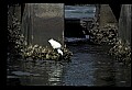 10609-00043-Egrets, General.jpg