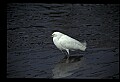 10609-00044-Egrets, General.jpg