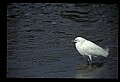 10609-00045-Egrets, General.jpg
