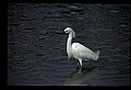 10609-00046-Egrets, General.jpg