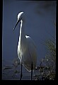 10609-00047-Egrets, General.jpg