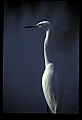 10609-00048-Egrets, General.jpg