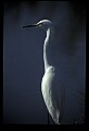 10609-00049-Egrets, General.jpg