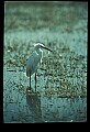 10609-00050-Egrets, General.jpg