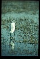 10609-00051-Egrets, General.jpg