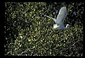 10609-00052-Egrets, General.jpg