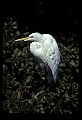 10609-00053-Egrets, General.jpg