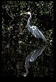 10609-00054-Egrets, General.jpg