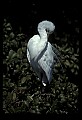 10609-00055-Egrets, General.jpg