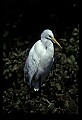10609-00056-Egrets, General.jpg