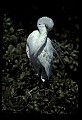 10609-00057-Egrets, General.jpg