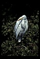10609-00058-Egrets, General.jpg