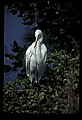10609-00059-Egrets, General.jpg