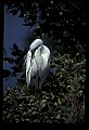 10609-00060-Egrets, General.jpg