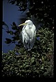10609-00061-Egrets, General.jpg