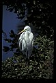 10609-00062-Egrets, General.jpg