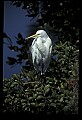 10609-00063-Egrets, General.jpg