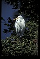 10609-00064-Egrets, General.jpg