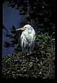 10609-00066-Egrets, General.jpg