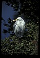 10609-00067-Egrets, General.jpg