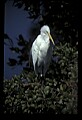 10609-00068-Egrets, General.jpg