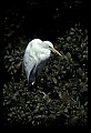 10609-00069-Egrets, General.jpg