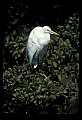 10609-00070-Egrets, General.jpg