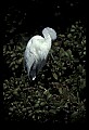 10609-00072-Egrets, General.jpg