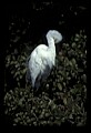 10609-00073-Egrets, General.jpg
