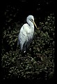 10609-00074-Egrets, General.jpg