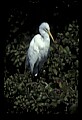 10609-00075-Egrets, General.jpg