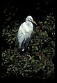 10609-00076-Egrets, General.jpg