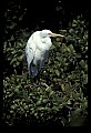 10609-00077-Egrets, General.jpg