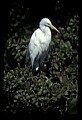 10609-00078-Egrets, General.jpg