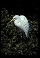 10609-00079-Egrets, General.jpg