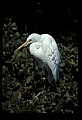 10609-00081-Egrets, General.jpg