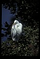 10609-00082-Egrets, General.jpg