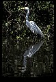 10609-00083-Egrets, General.jpg