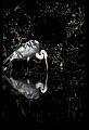 10609-00085-Egrets, General.jpg